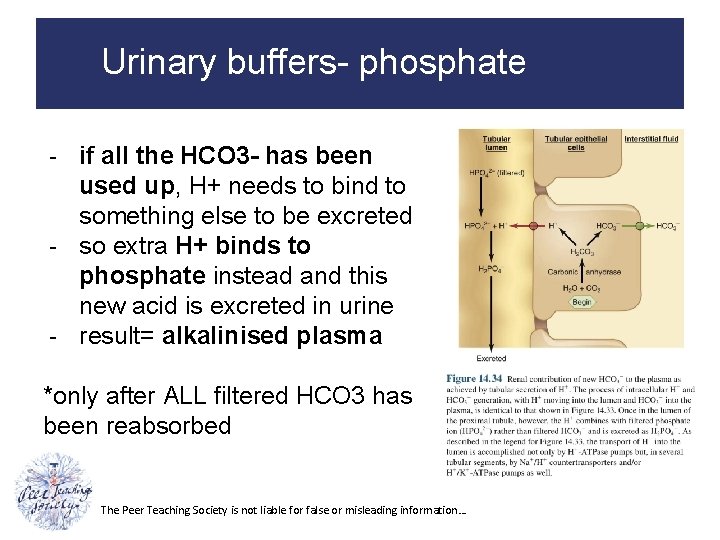 Urinary buffers- phosphate - if all the HCO 3 - has been used up,