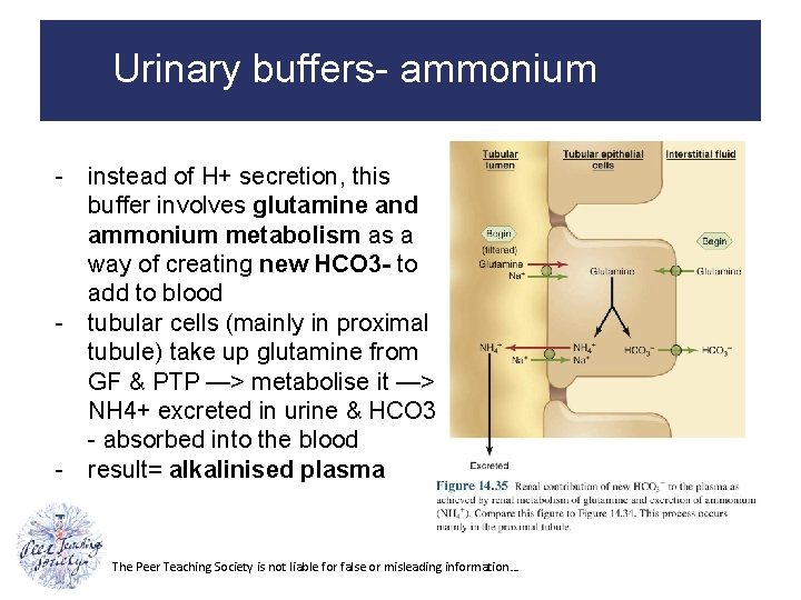 Urinary buffers- ammonium - instead of H+ secretion, this buffer involves glutamine and ammonium