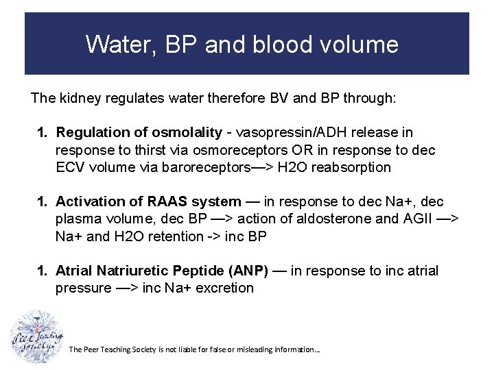 Water, BP and blood volume The kidney regulates water therefore BV and BP through: