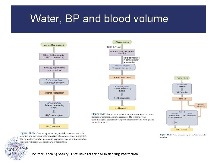 Water, BP and blood volume The Peer Teaching Society is not liable for false
