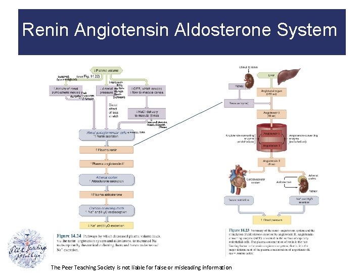 Renin Angiotensin Aldosterone System The Peer Teaching Society is not liable for false or