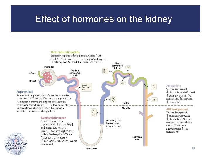 Effect of hormones on the kidney The Peer Teaching Society is not liable for