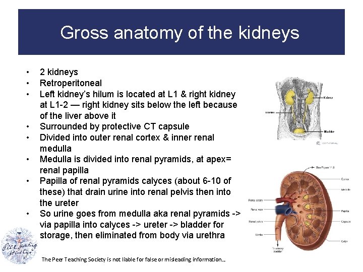 Gross anatomy of the kidneys • • 2 kidneys Retroperitoneal Left kidney’s hilum is