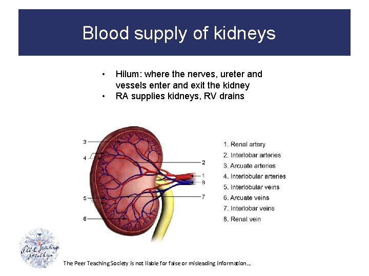 Blood supply of kidneys • • Hilum: where the nerves, ureter and vessels enter