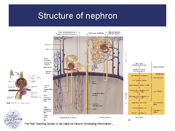 Structure of nephron The Peer Teaching Society is not liable for false or misleading