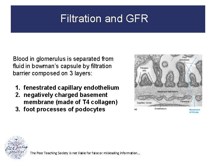 Filtration and GFR Blood in glomerulus is separated from fluid in bowman’s capsule by