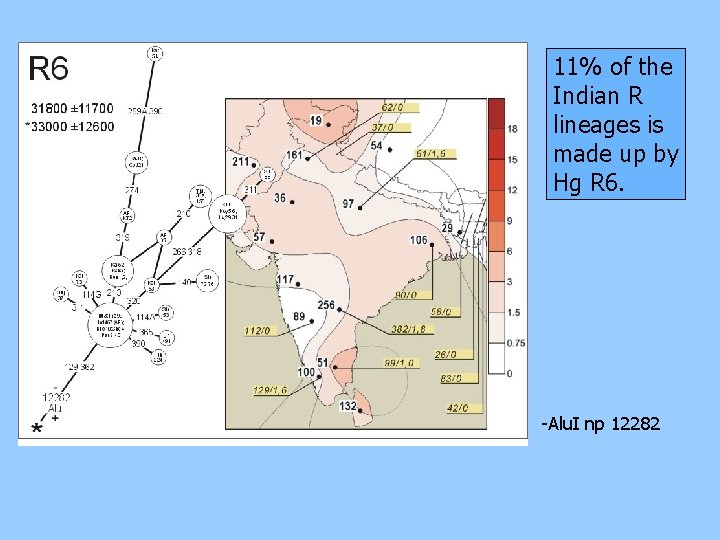 11% of the Indian R lineages is made up by Hg R 6. -Alu.