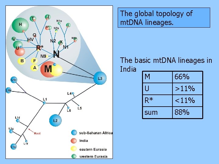 The global topology of mt. DNA lineages. The basic mt. DNA lineages in India