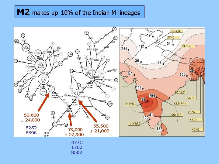 M 2 makes up 10% of the Indian M lineages 50, 600 ± 24,