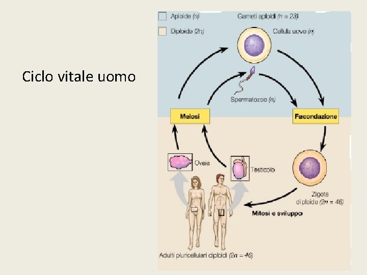 Ciclo vitale uomo 