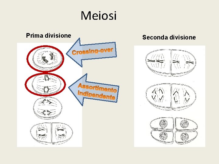 Meiosi Prima divisione Seconda divisione 