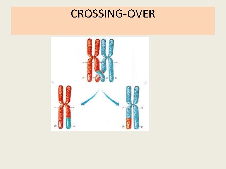 CROSSING-OVER 