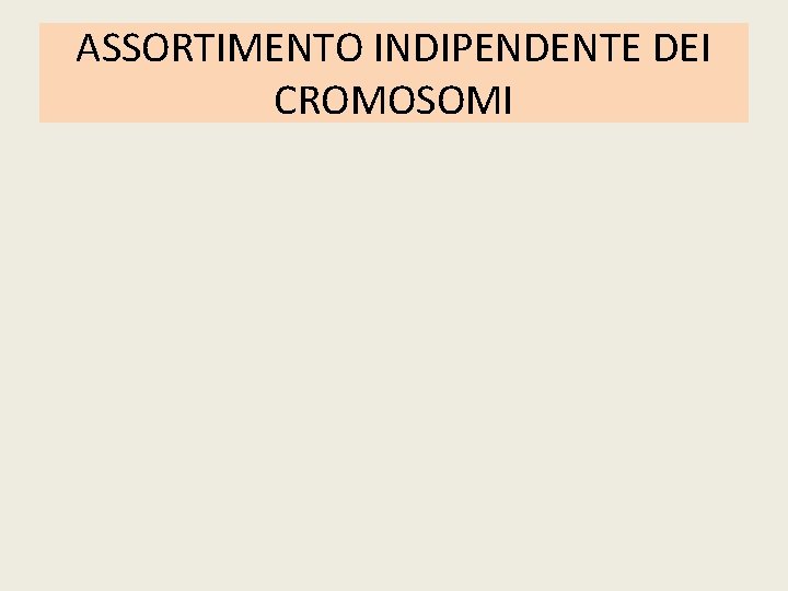 ASSORTIMENTO INDIPENDENTE DEI CROMOSOMI 