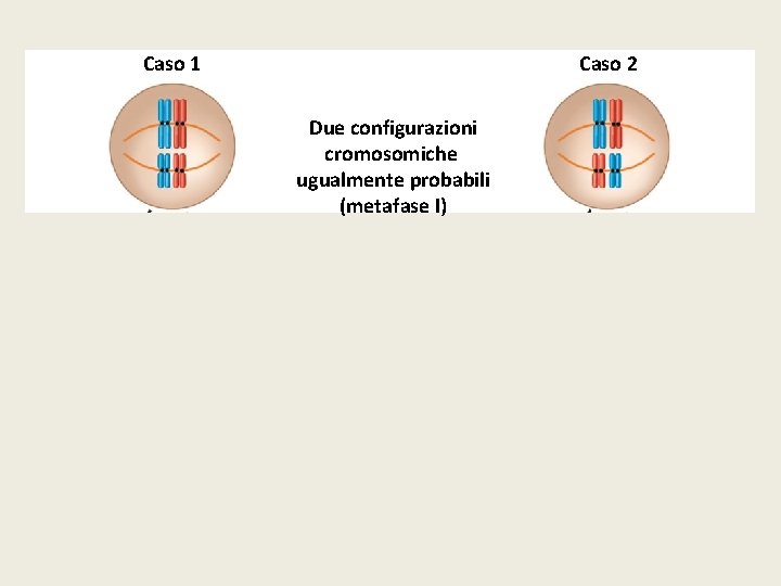 Caso 1 Caso 2 Due configurazioni cromosomiche ugualmente probabili (metafase I) 