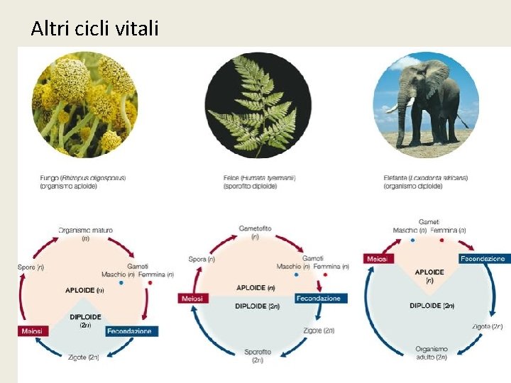 Altri cicli vitali 