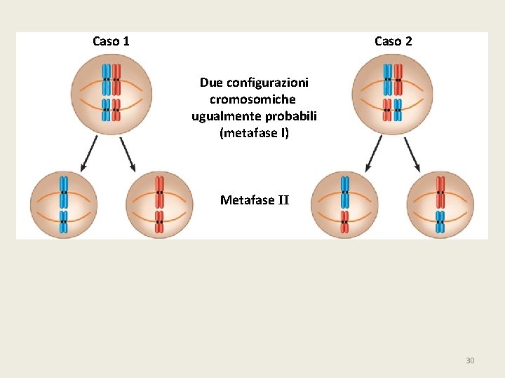 Caso 1 Caso 2 Due configurazioni cromosomiche ugualmente probabili (metafase I) Metafase II 30