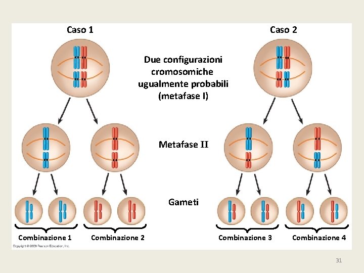 Caso 1 Caso 2 Due configurazioni cromosomiche ugualmente probabili (metafase I) Metafase II Gameti