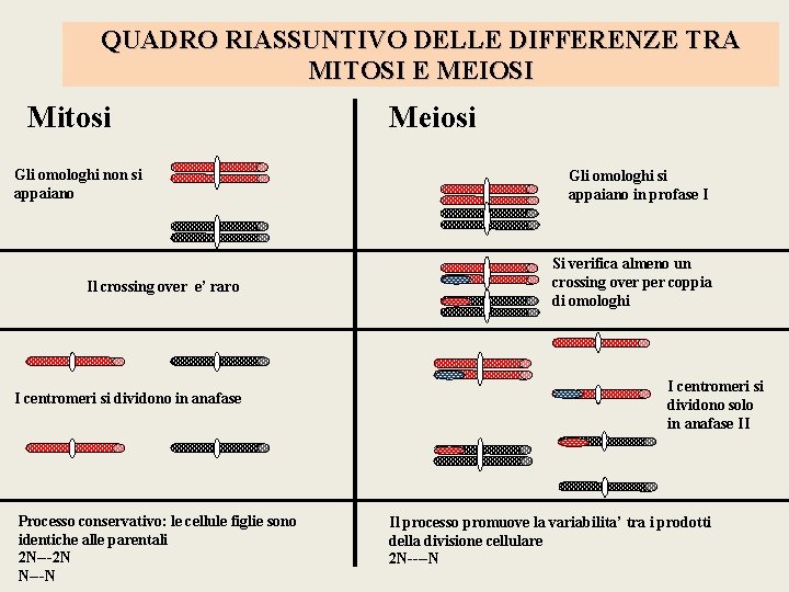 QUADRO RIASSUNTIVO DELLE DIFFERENZE TRA MITOSI E MEIOSI Mitosi Gli omologhi non si appaiano