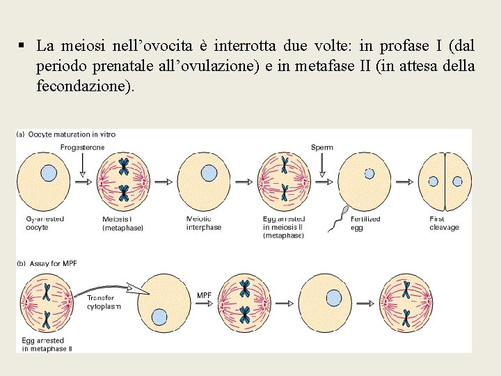 § La meiosi nell’ovocita è interrotta due volte: in profase I (dal periodo prenatale