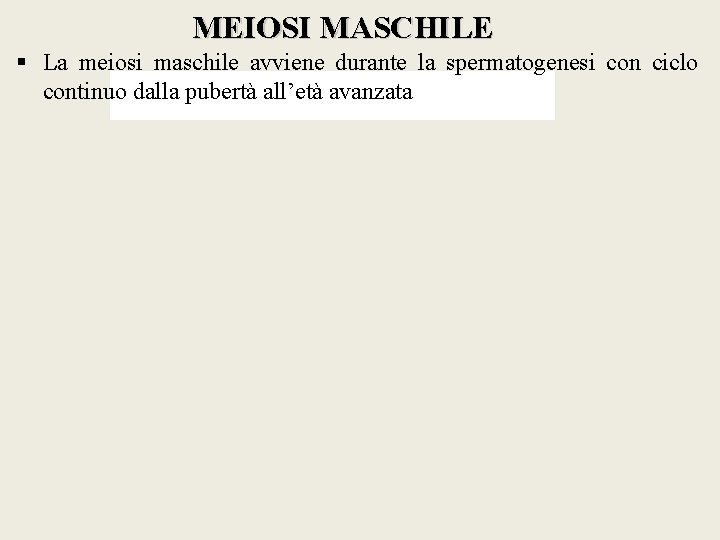 MEIOSI MASCHILE § La meiosi maschile avviene durante la spermatogenesi con ciclo continuo dalla