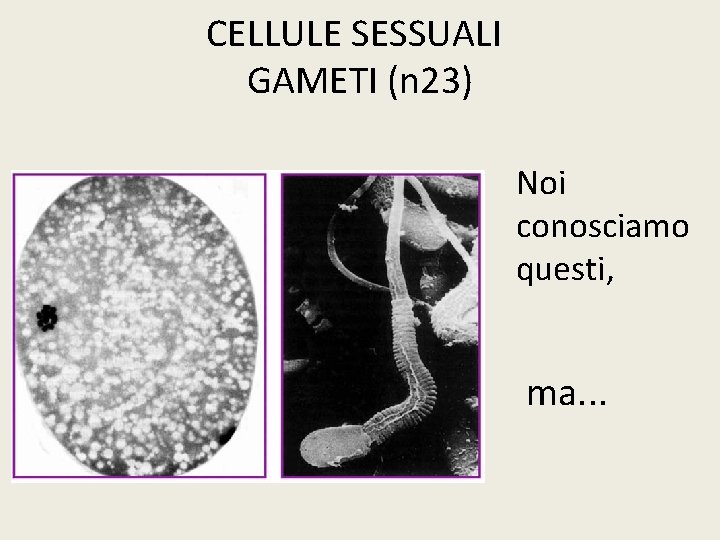 CELLULE SESSUALI GAMETI (n 23) Noi conosciamo questi, ma. . . 