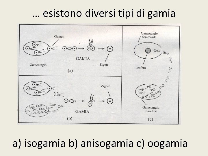 … esistono diversi tipi di gamia a) isogamia b) anisogamia c) oogamia 