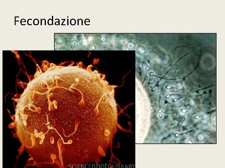 Fecondazione 