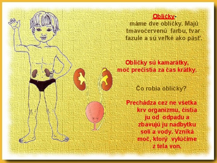 Obličkymáme dve obličky. Majú tmavočervenú farbu, tvar fazule a sú veľké ako päsť. Obličky