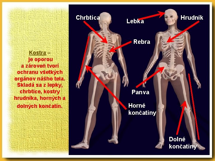 Chrbtica Lebka Hrudník Rebra Kostra – je oporou a zároveň tvorí ochranu všetkých orgánov