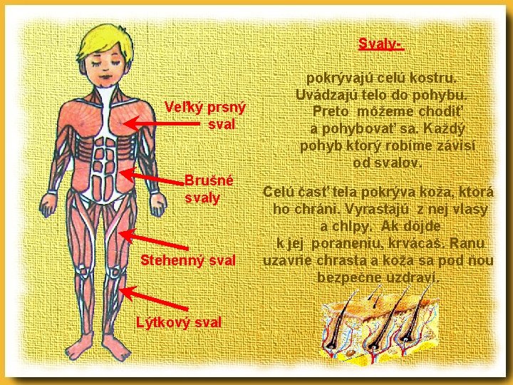 Svaly- Veľký prsný sval Brušné svaly Stehenný sval Lýtkový sval pokrývajú celú kostru. Uvádzajú