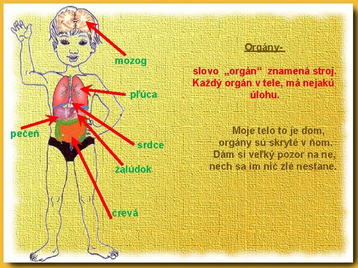 Orgánymozog pľúca pečeň srdce žalúdok črevá slovo „orgán“ znamená stroj. Každý orgán v tele,