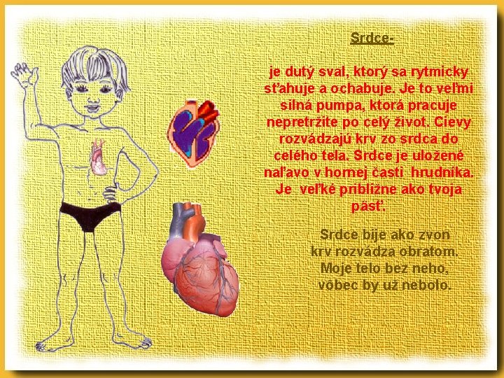 Srdceje dutý sval, ktorý sa rytmicky sťahuje a ochabuje. Je to veľmi silná pumpa,