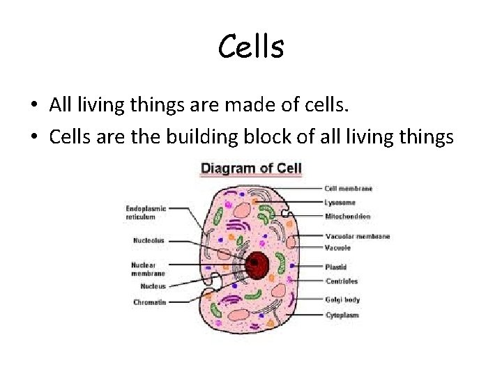 Cells • All living things are made of cells. • Cells are the building