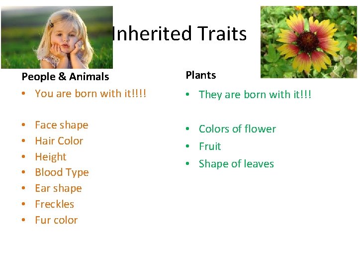 Inherited Traits People & Animals • You are born with it!!!! • • Face