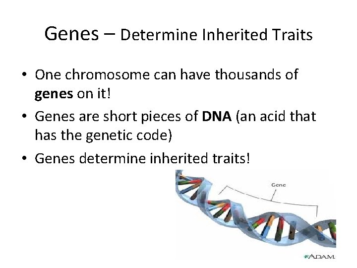 Genes – Determine Inherited Traits • One chromosome can have thousands of genes on