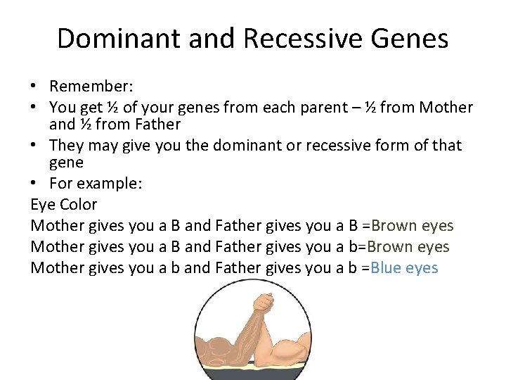 Dominant and Recessive Genes • Remember: • You get ½ of your genes from