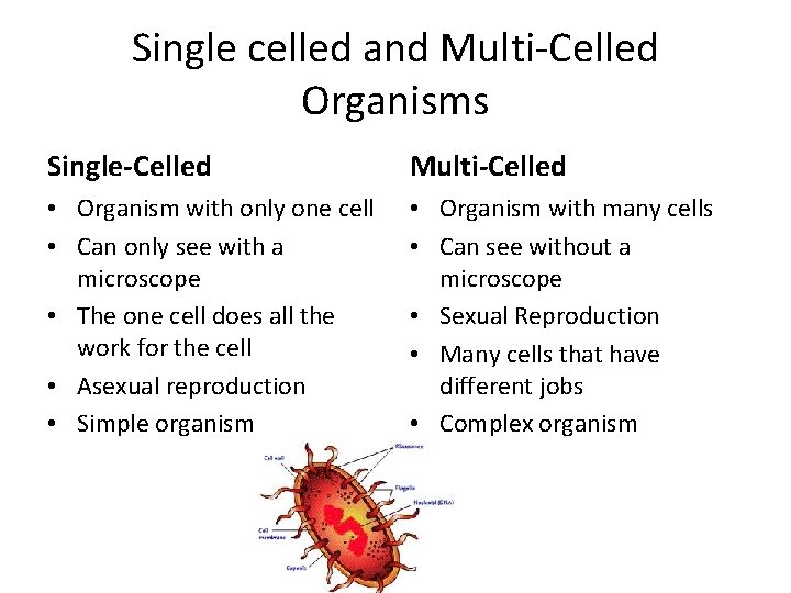 Single celled and Multi-Celled Organisms Single-Celled Multi-Celled • Organism with only one cell •