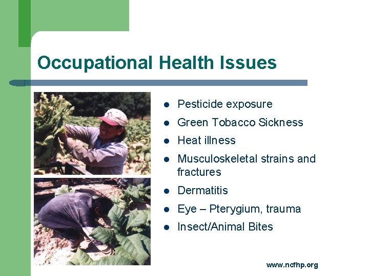 Occupational Health Issues l Pesticide exposure l Green Tobacco Sickness l Heat illness l