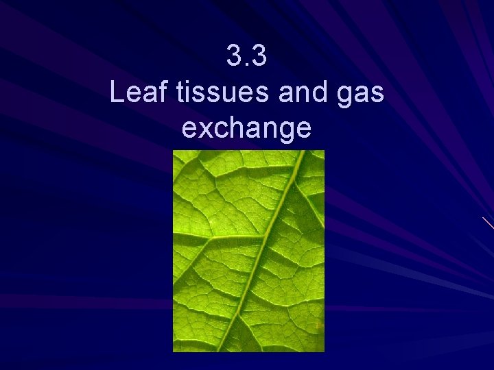 3. 3 Leaf tissues and gas exchange 