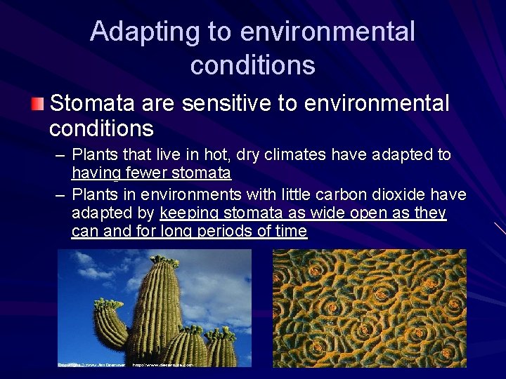 Adapting to environmental conditions Stomata are sensitive to environmental conditions – Plants that live