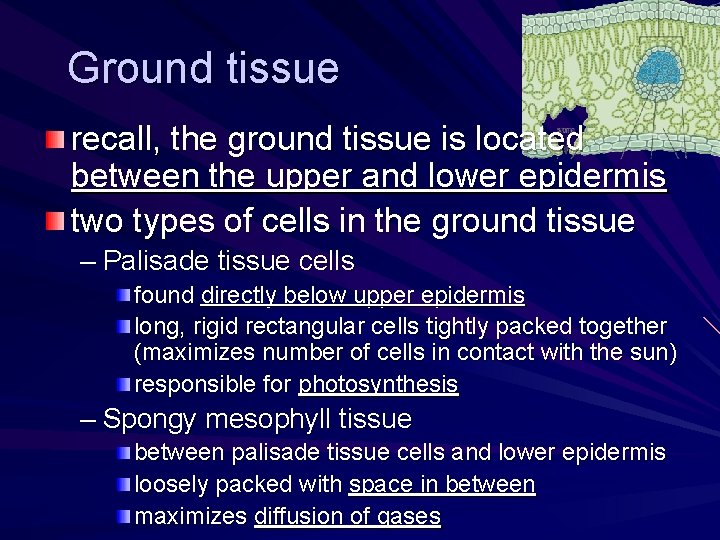 Ground tissue recall, the ground tissue is located between the upper and lower epidermis