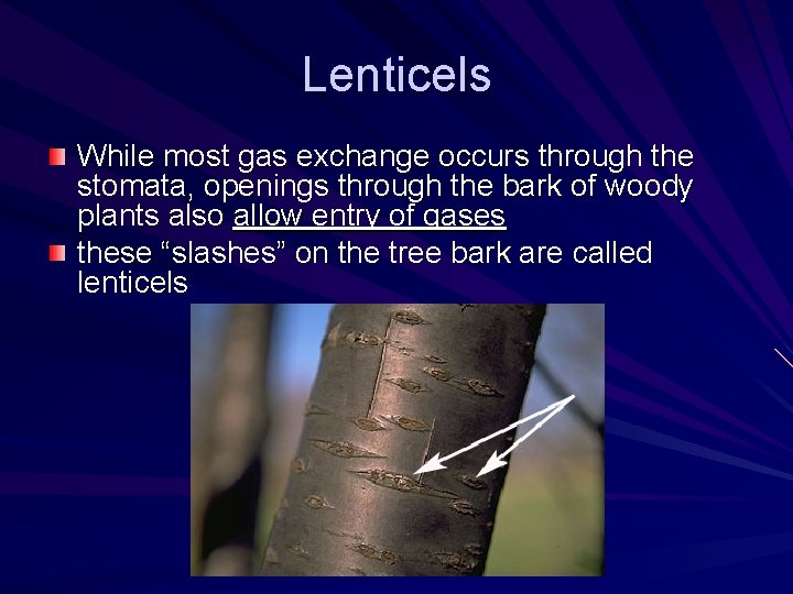 Lenticels While most gas exchange occurs through the stomata, openings through the bark of