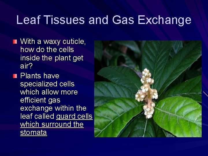 Leaf Tissues and Gas Exchange With a waxy cuticle, how do the cells inside