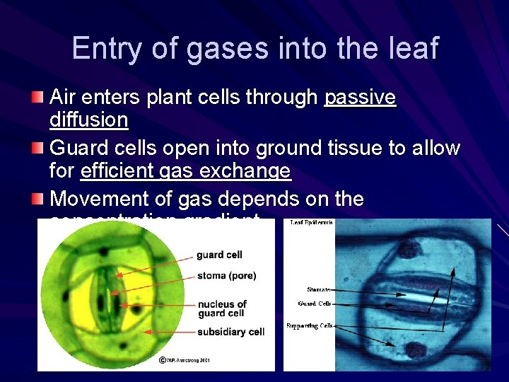 Entry of gases into the leaf Air enters plant cells through passive diffusion Guard