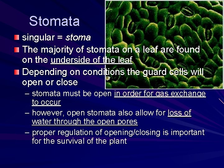 Stomata singular = stoma The majority of stomata on a leaf are found on