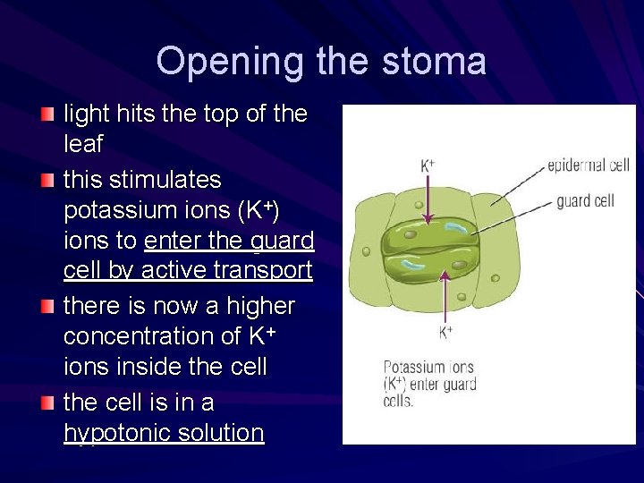 Opening the stoma light hits the top of the leaf this stimulates potassium ions