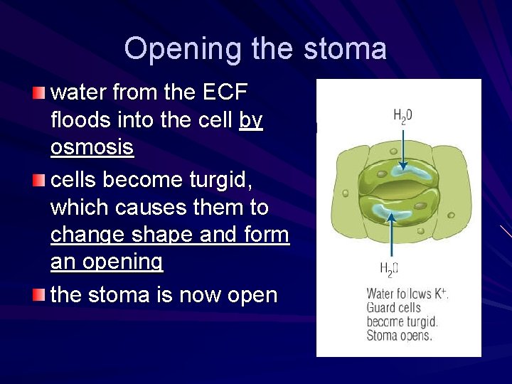 Opening the stoma water from the ECF floods into the cell by osmosis cells