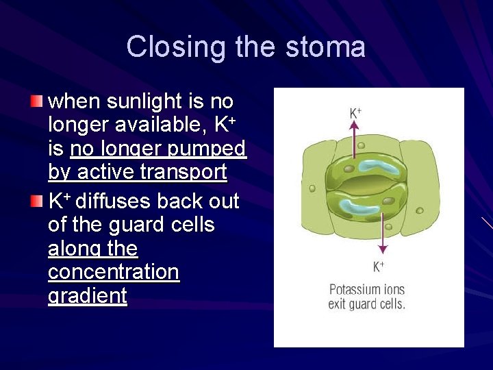 Closing the stoma when sunlight is no longer available, K+ is no longer pumped