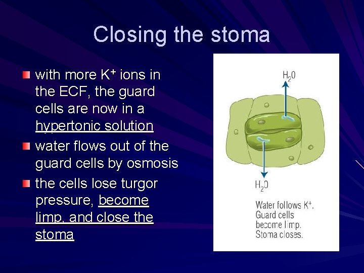 Closing the stoma with more K+ ions in the ECF, the guard cells are