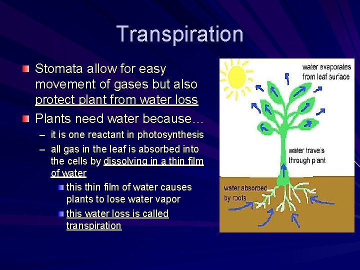 Transpiration Stomata allow for easy movement of gases but also protect plant from water